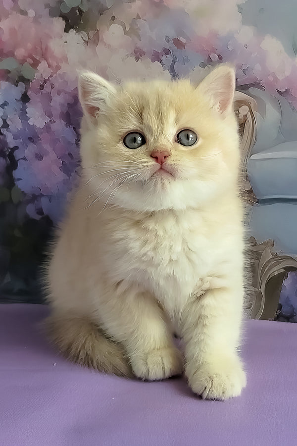 Willy | British Shorthair Kitten