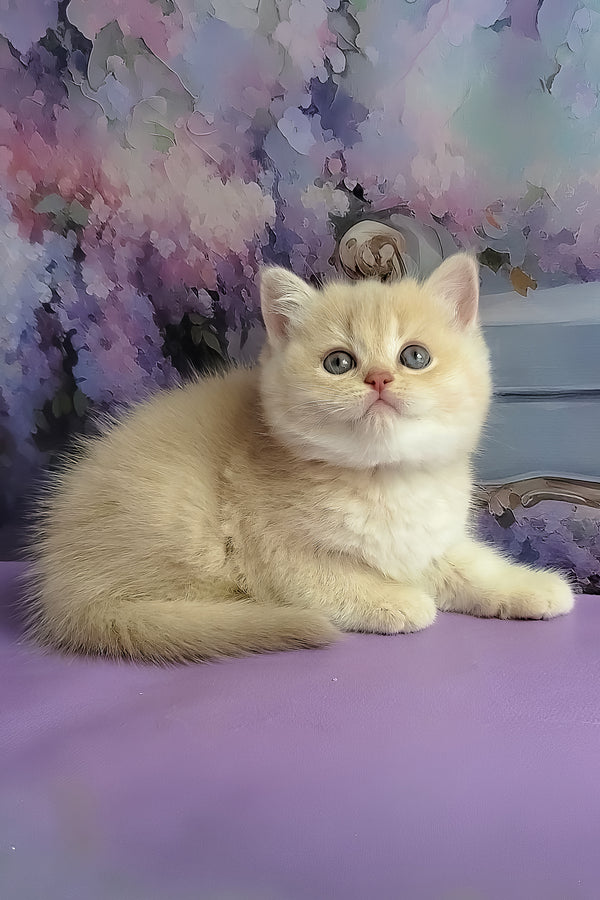 Willy | British Shorthair Kitten