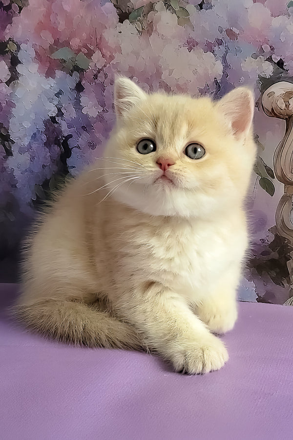 Willy | British Shorthair Kitten