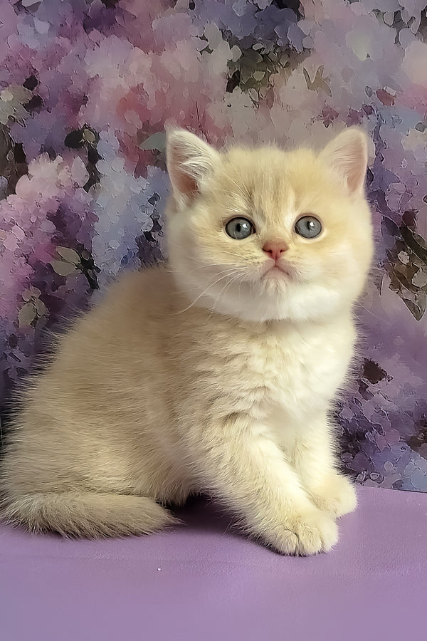 Willy | British Shorthair Kitten
