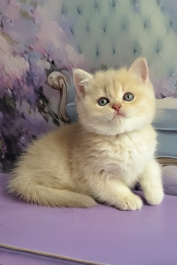 Willy | British Shorthair Kitten