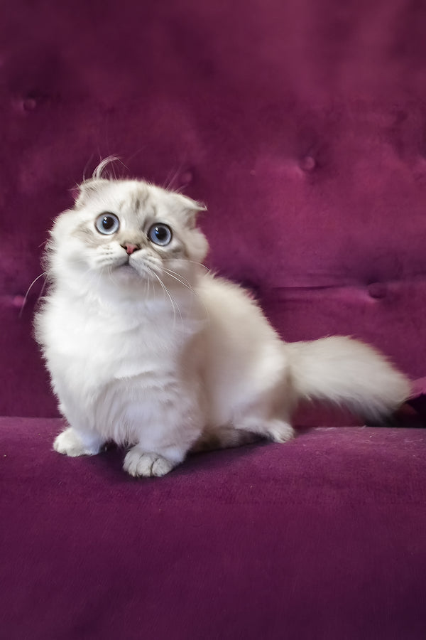 Wilyam | Munchkin Longhair Kitten