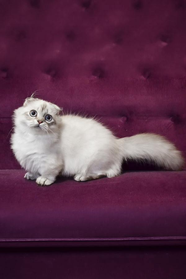Wilyam | Munchkin Longhair Kitten