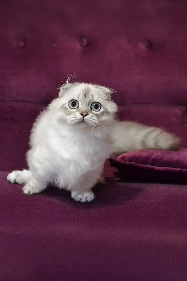 Wilyam | Munchkin Longhair Kitten