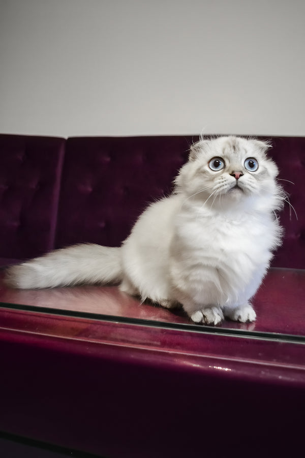 Wilyam | Munchkin Longhair Kitten