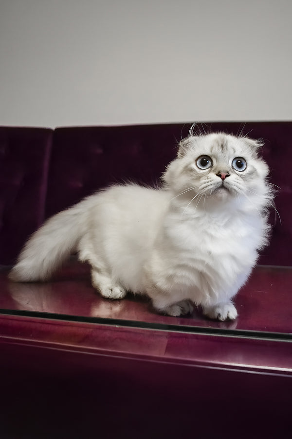 Wilyam | Munchkin Longhair Kitten
