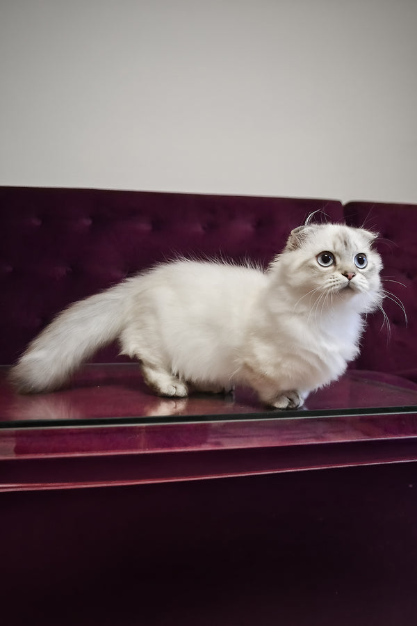 Wilyam | Munchkin Longhair Kitten