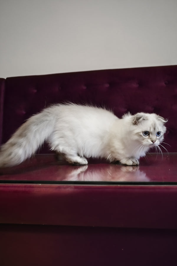 Wilyam | Munchkin Longhair Kitten