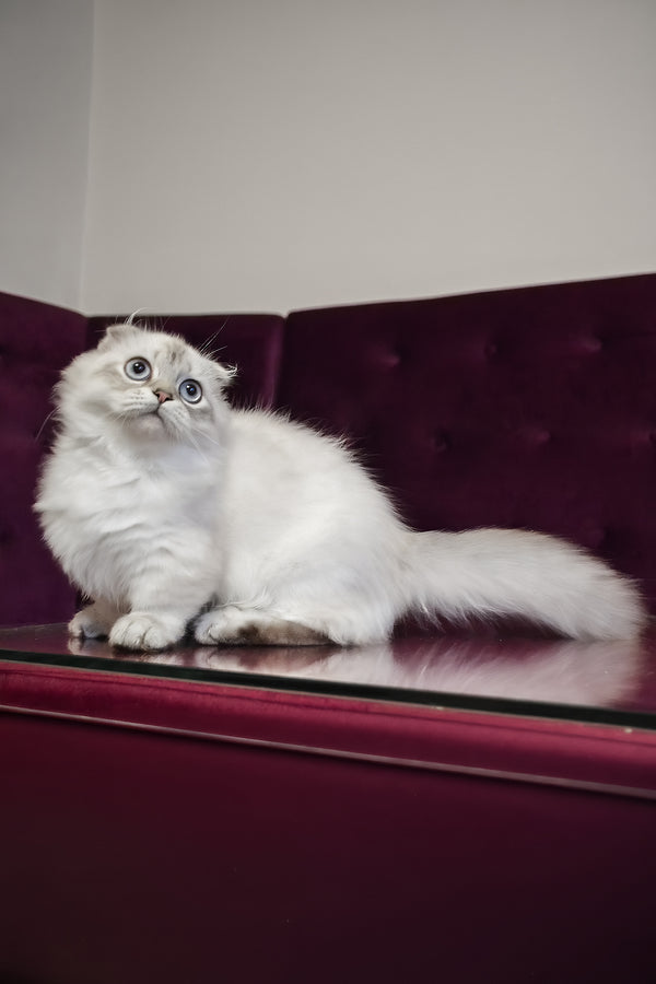 Wilyam | Munchkin Longhair Kitten