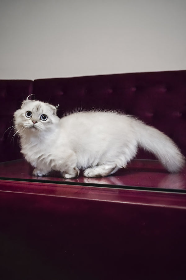Wilyam | Munchkin Longhair Kitten