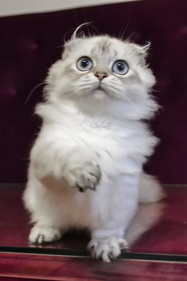 Wilyam | Munchkin Longhair Kitten