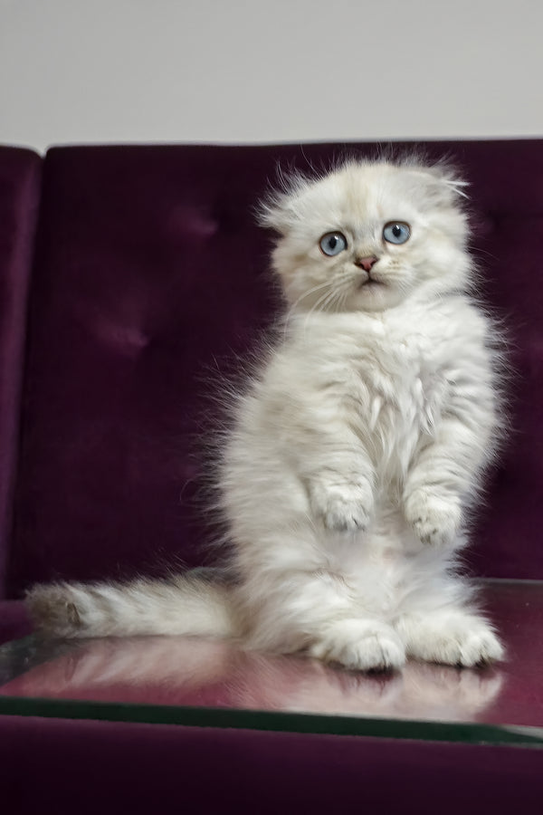 Wilyam | Munchkin Longhair Kitten