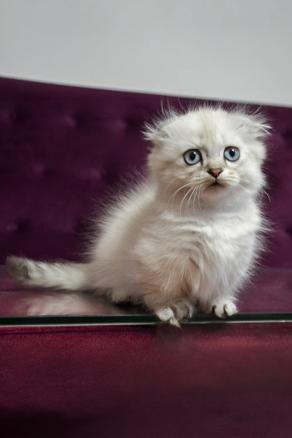 Wilyam | Munchkin Longhair Kitten