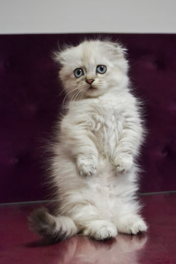 Wilyam | Munchkin Longhair Kitten