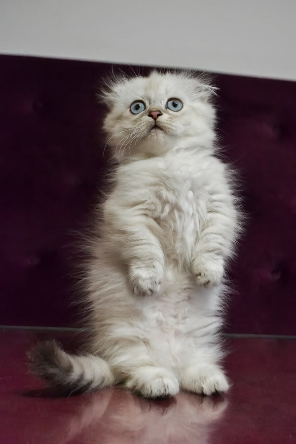 Wilyam | Munchkin Longhair Kitten