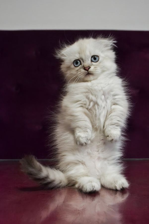Wilyam | Munchkin Longhair Kitten