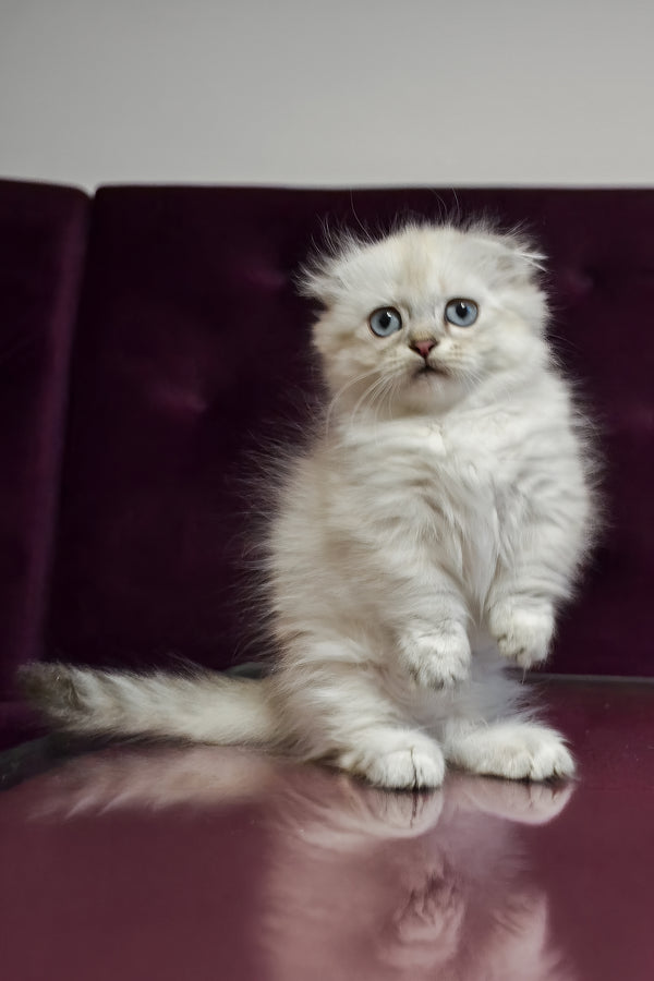 Wilyam | Munchkin Longhair Kitten