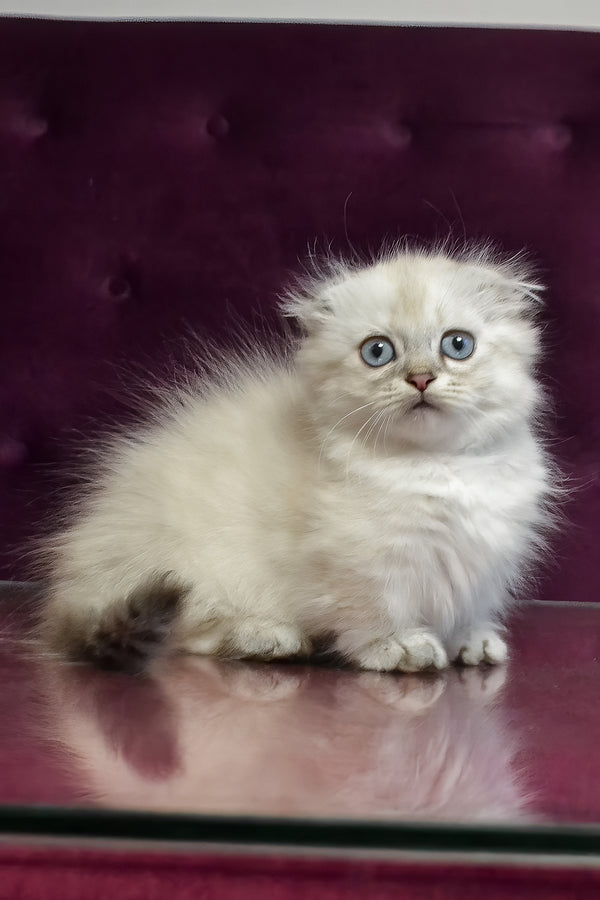 Wilyam | Munchkin Longhair Kitten