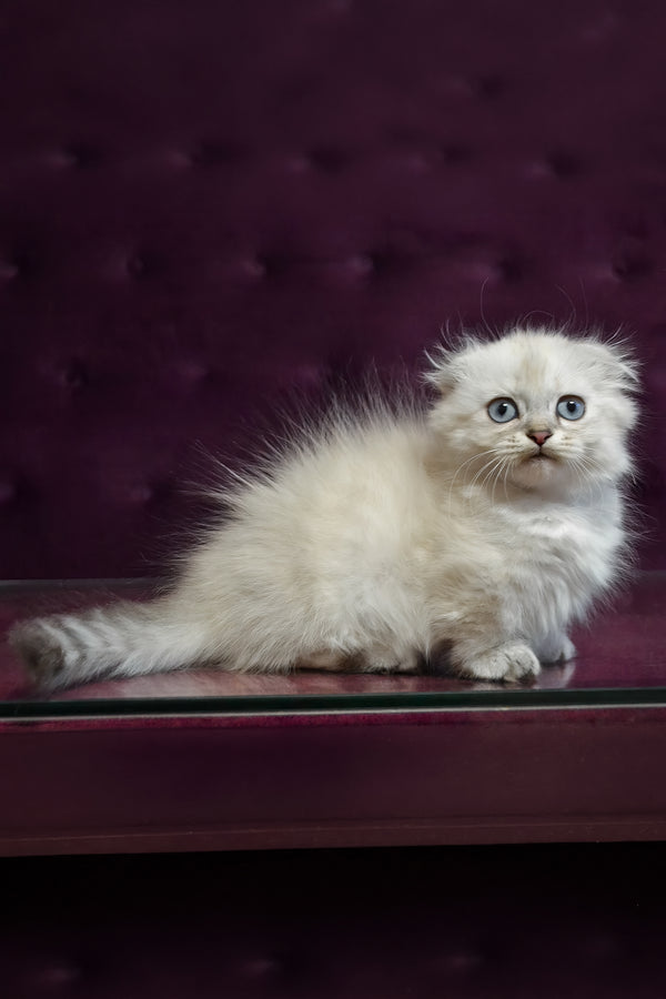 Wilyam | Munchkin Longhair Kitten