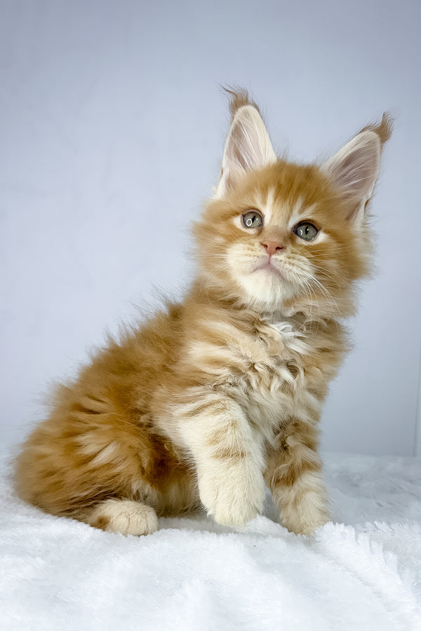 Win | Maine Coon Kitten