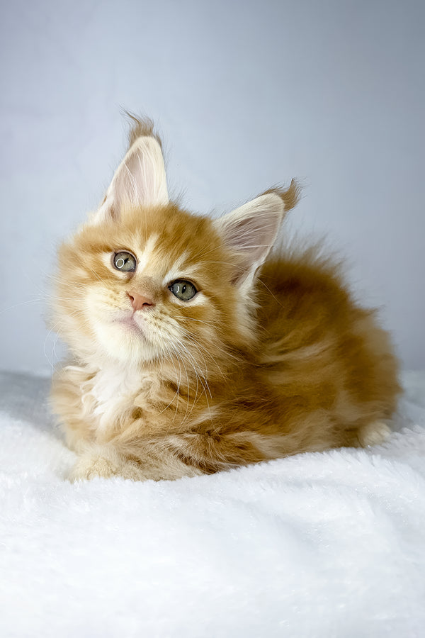 Win | Maine Coon Kitten