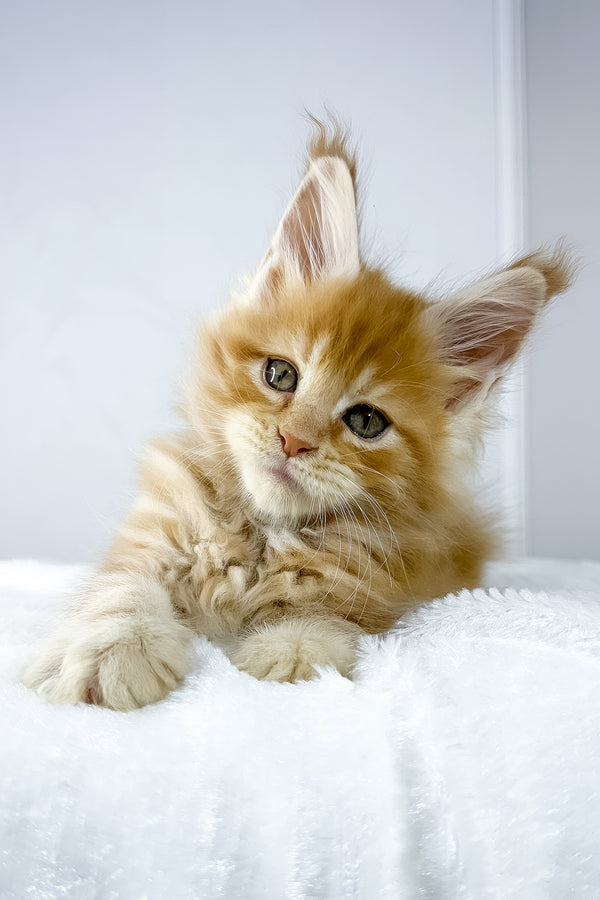 Win | Maine Coon Kitten