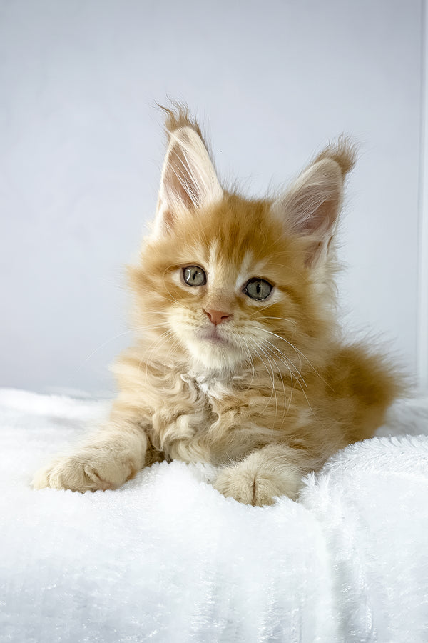 Win | Maine Coon Kitten