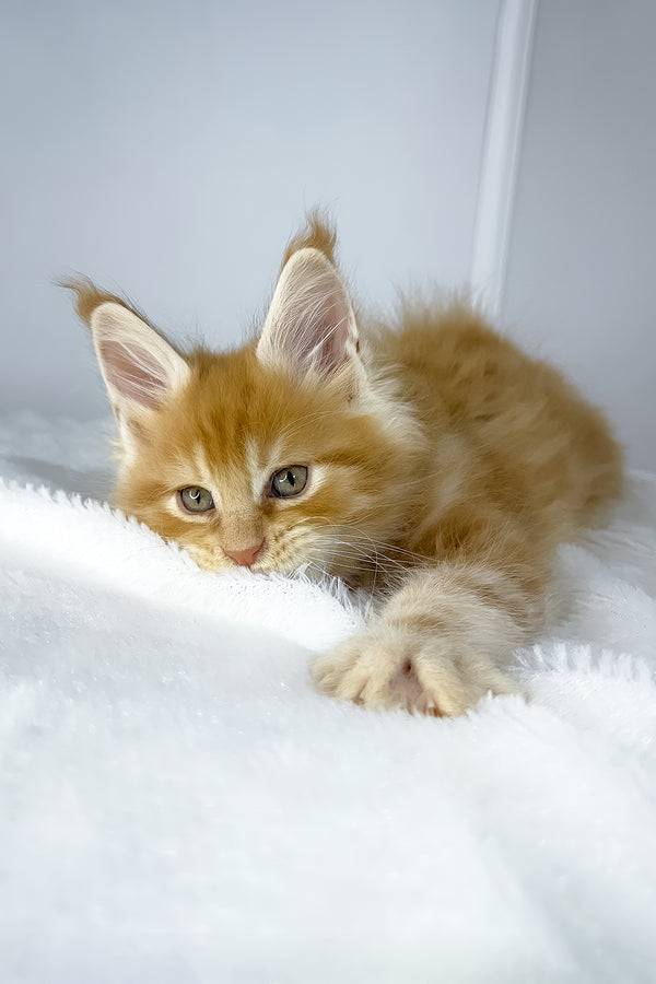 Win | Maine Coon Kitten