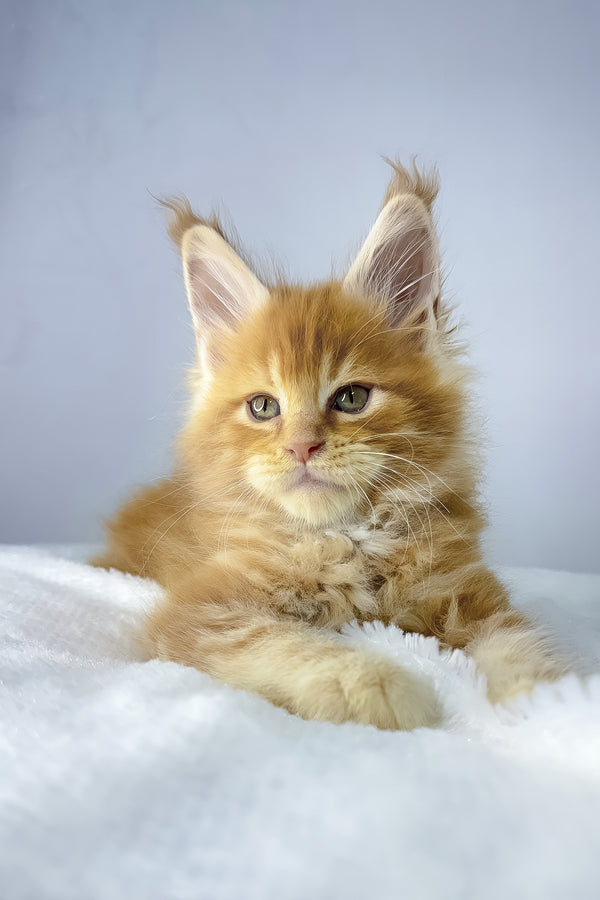 Win | Maine Coon Kitten