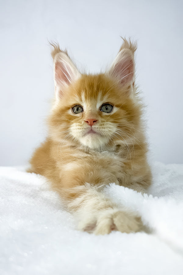 Win | Maine Coon Kitten