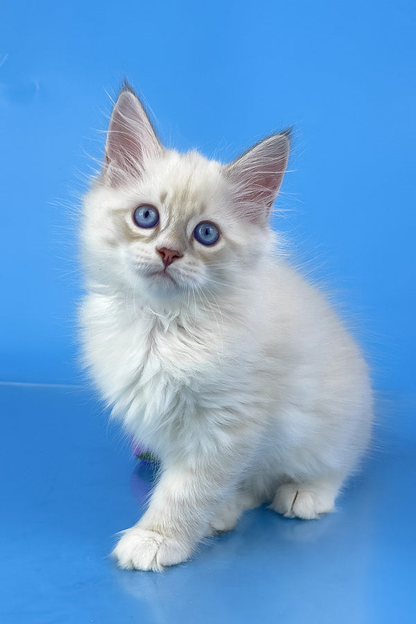 Windsor | Siberian Kitten