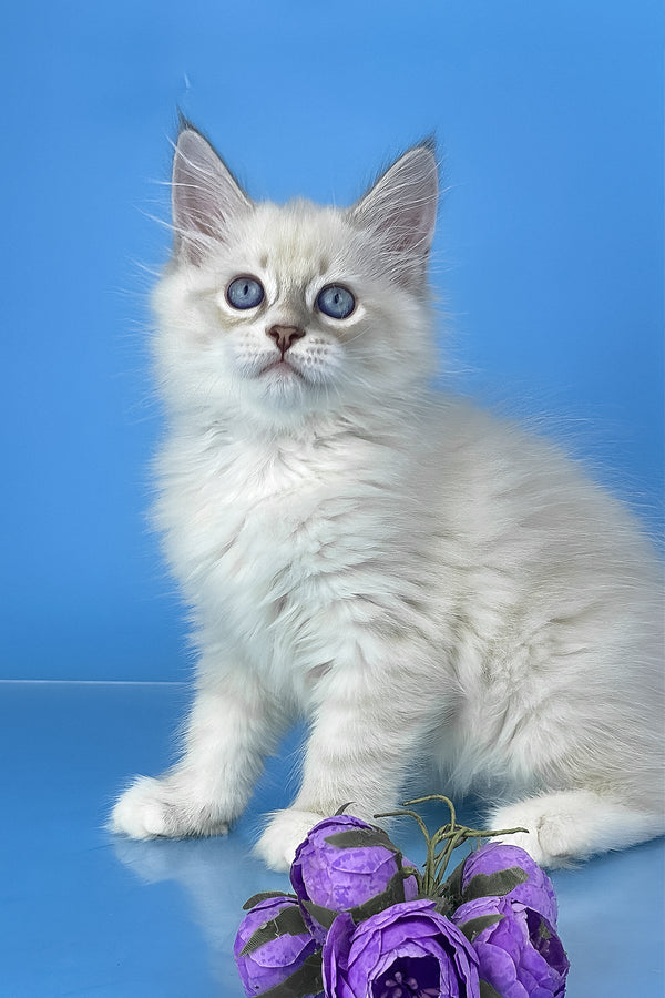 Windsor | Siberian Kitten
