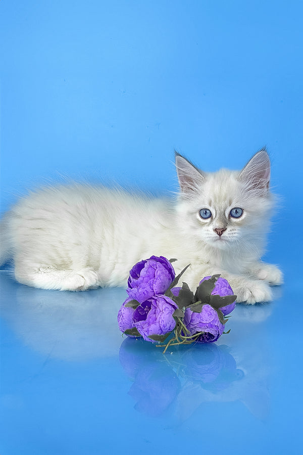 Windsor | Siberian Kitten
