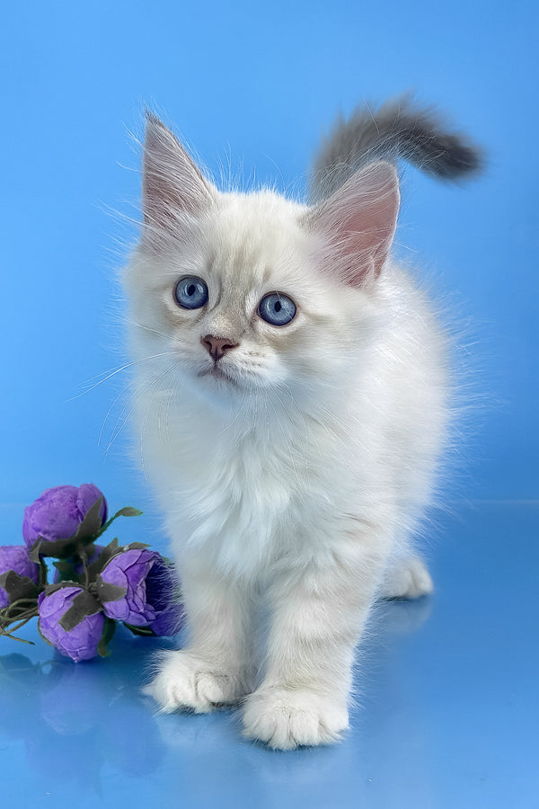 Windsor | Siberian Kitten