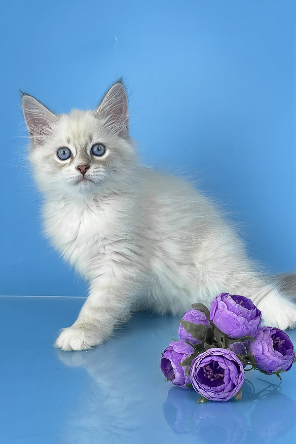 Windsor | Siberian Kitten