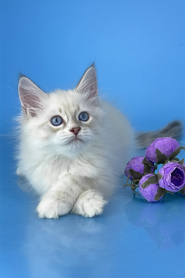Windsor | Siberian Kitten