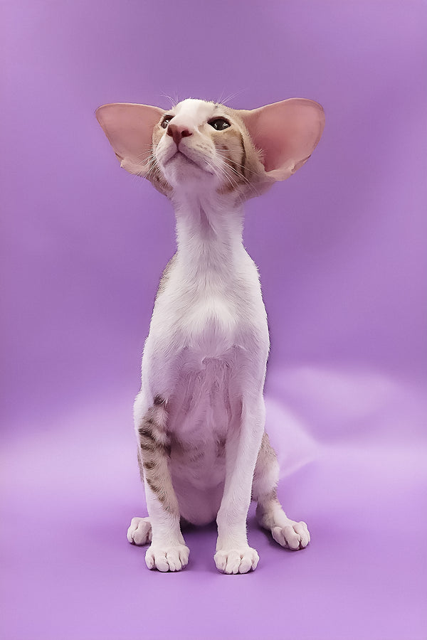 Winner | Oriental Shorthair Kitten