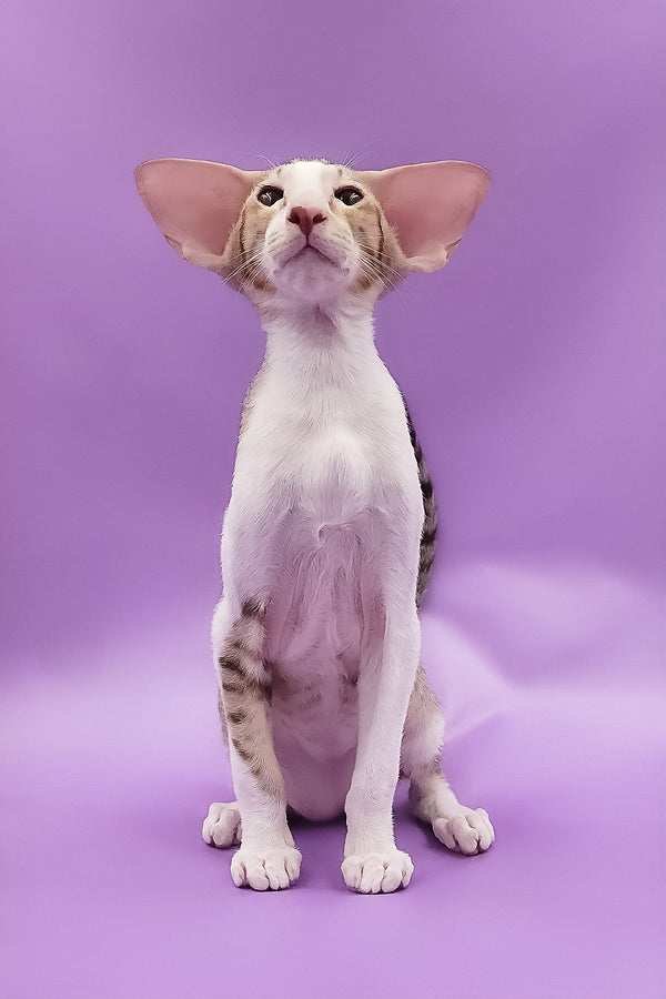 Winner | Oriental Shorthair Kitten