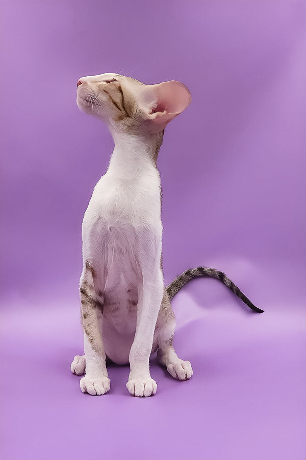 Winner | Oriental Shorthair Kitten