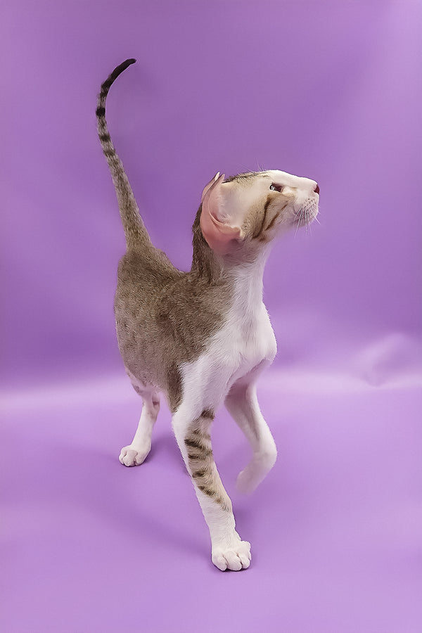 Winner | Oriental Shorthair Kitten