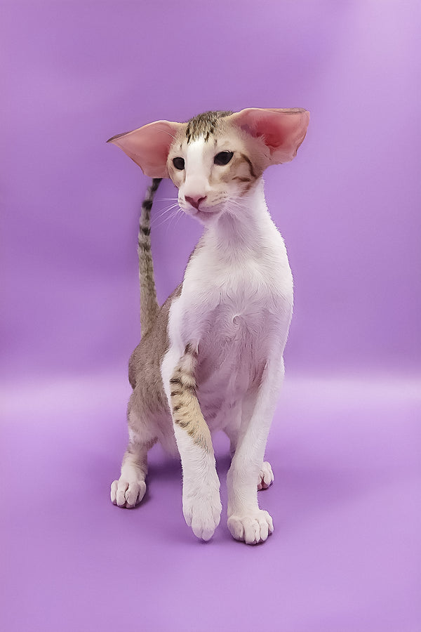 Winner | Oriental Shorthair Kitten