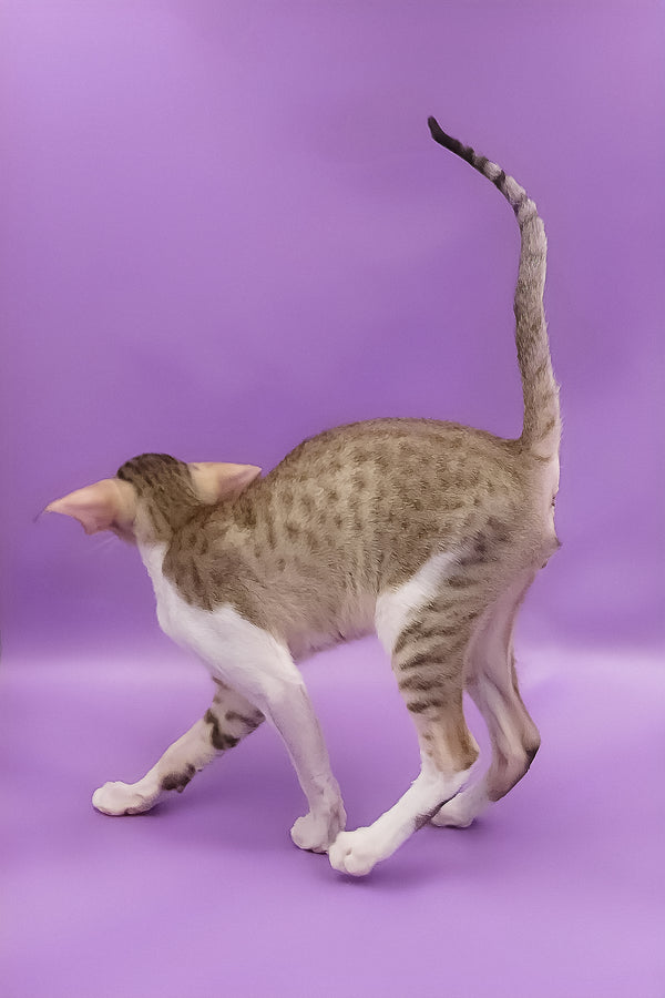 Winner | Oriental Shorthair Kitten