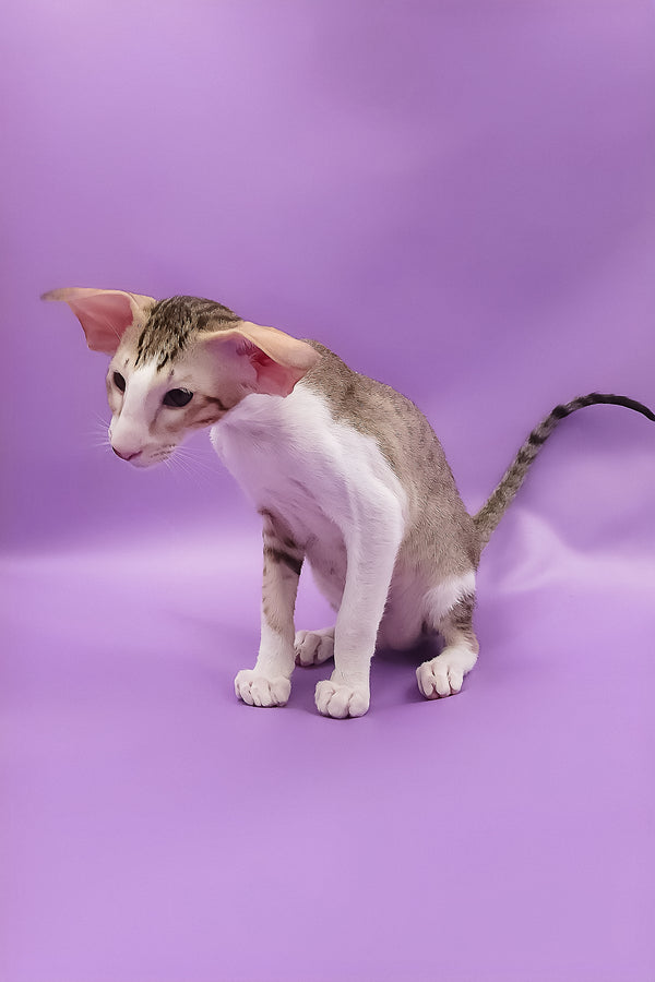 Winner | Oriental Shorthair Kitten