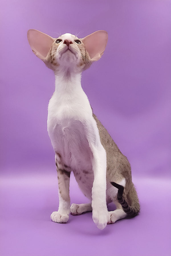 Winner | Oriental Shorthair Kitten