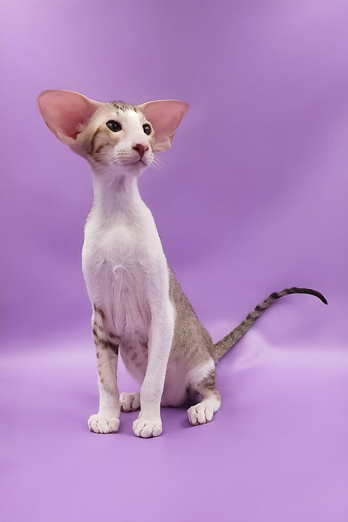 Winner | Oriental Shorthair Kitten