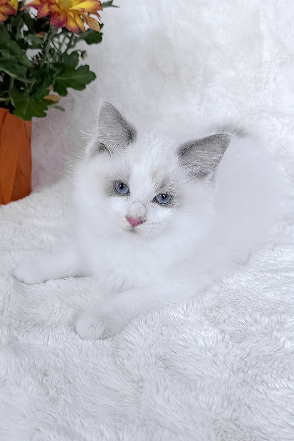 Winston | Ragdoll Kitten