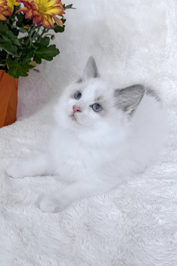 Winston | Ragdoll Kitten