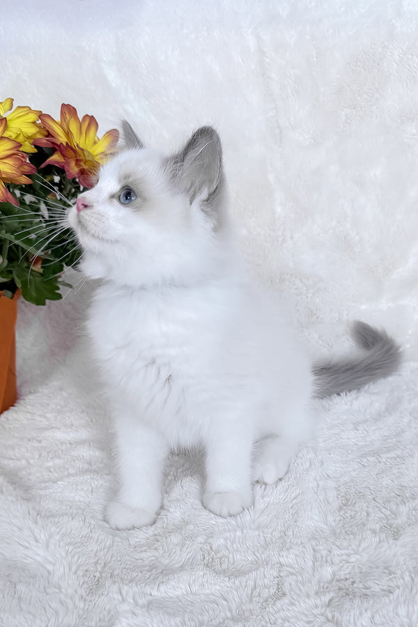 Winston | Ragdoll Kitten