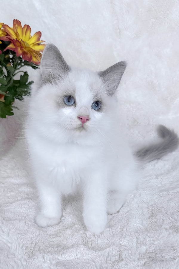 Winston | Ragdoll Kitten