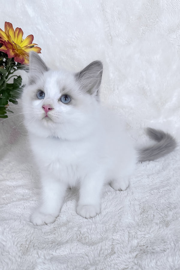 Winston | Ragdoll Kitten